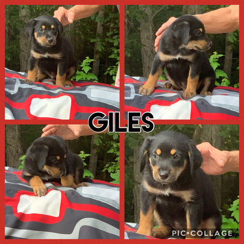 Giles