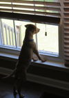 Wilbur