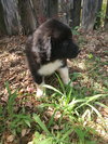 Lola
