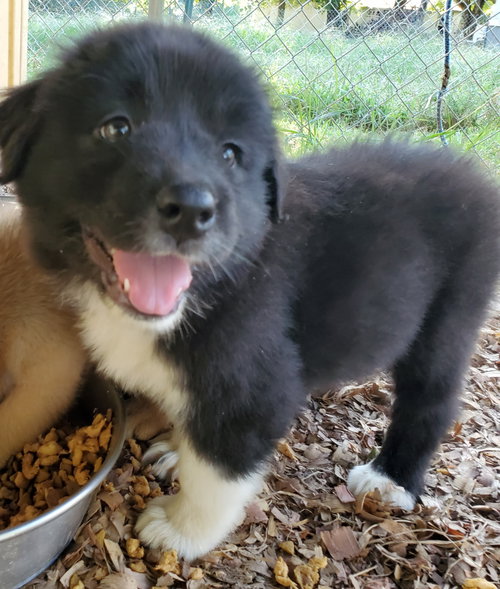 Finn