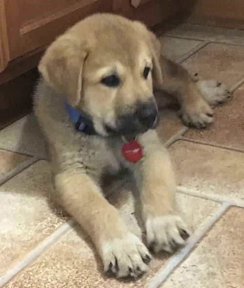 Chewy