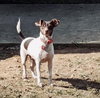 Reese
