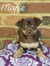 Maple