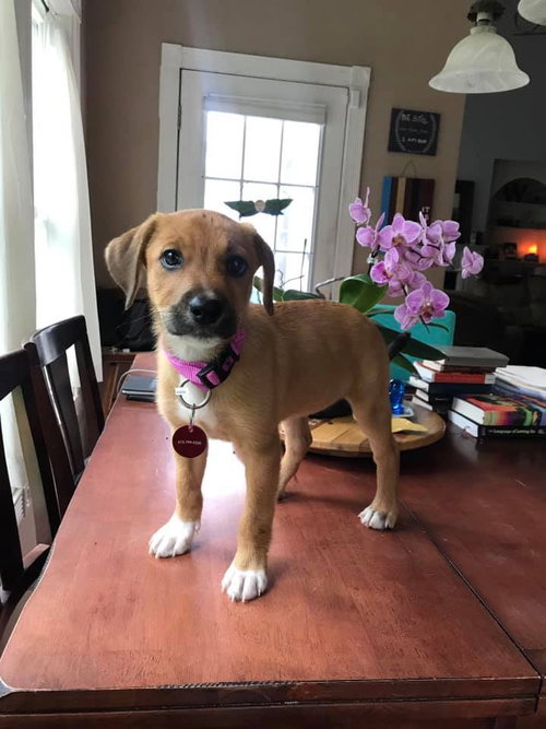 Roxie