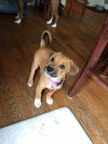 Roxie