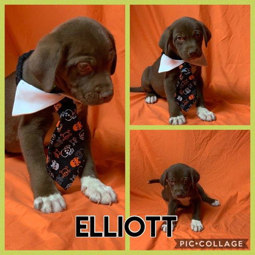 Elliott