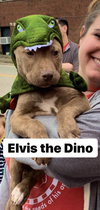 Elvis
