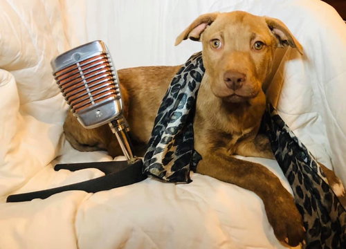 Elvis