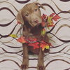 Rolo