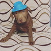 Rolo