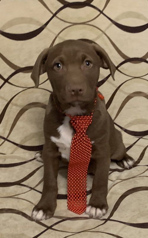 Moose