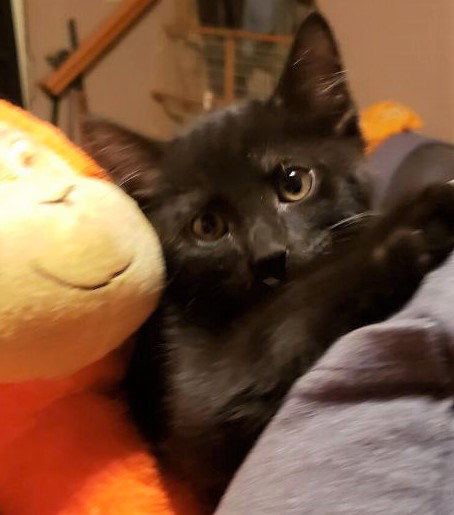 Onyx