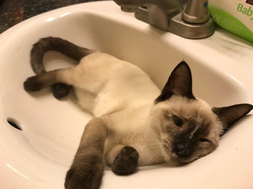 Bella