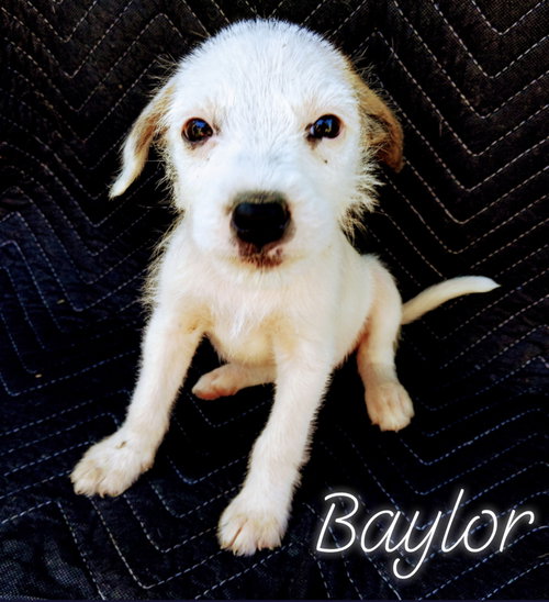 Baylor