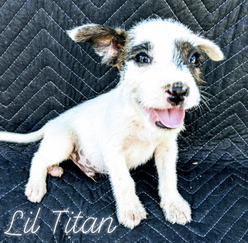 Lil’Titan
