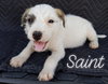 Saint