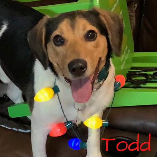 Todd
