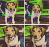 Todd
