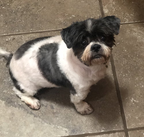 Oreo