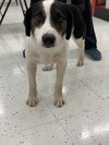 Gus