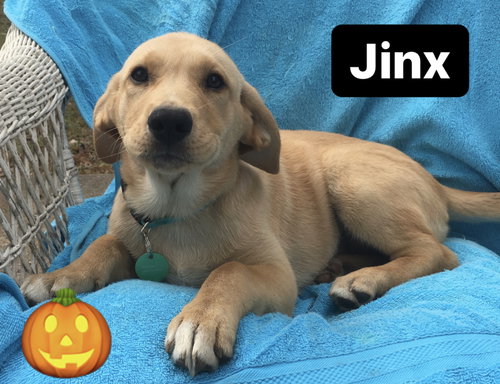 Jinx