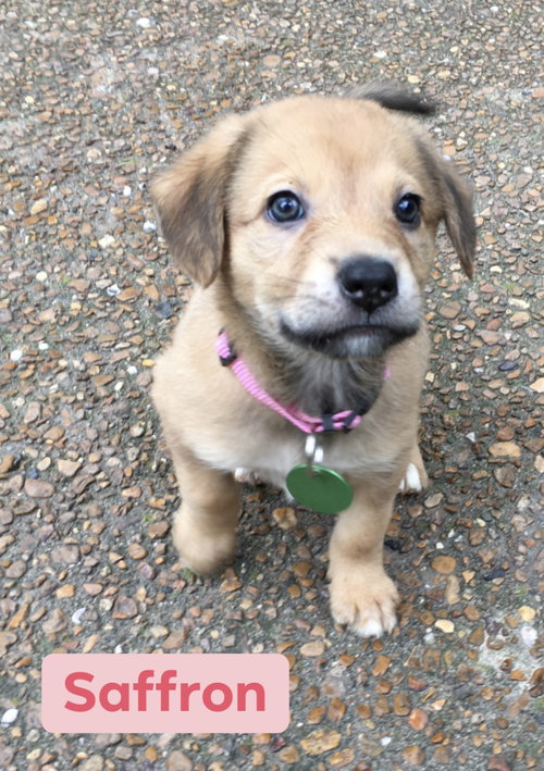 Roxy