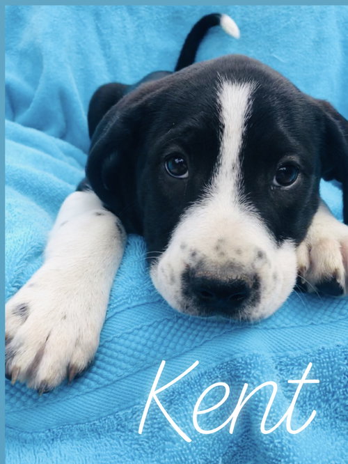 Kent