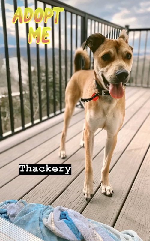 Thackery