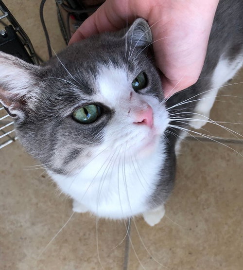 Gus