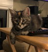 Wicket