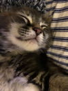 Wicket