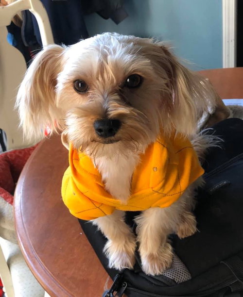 Benji