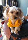 Benji