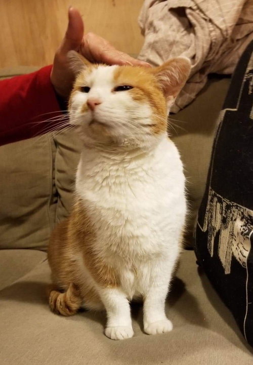 Hazel