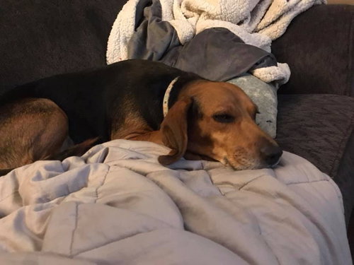 Charley Girl