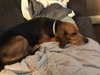Charley Girl