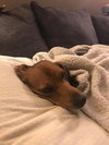 Charley Girl