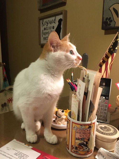 Loki