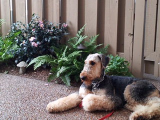 Dixie Girl