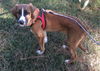 Willow Jane