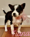 Tiana