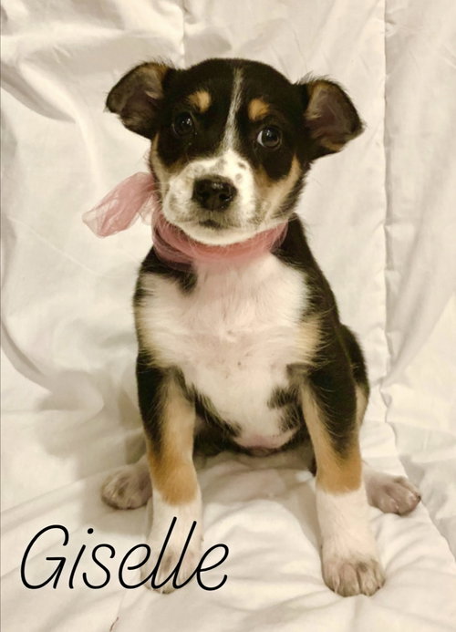 Dixie