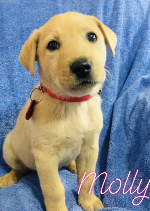Molly