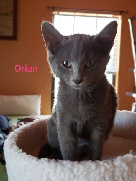 Orian