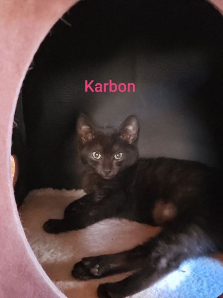 Karbon