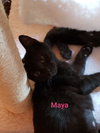 Maya