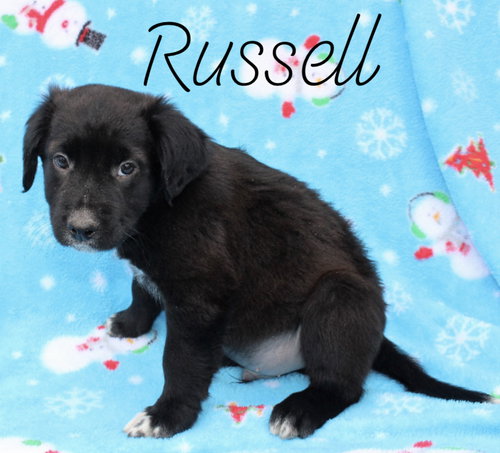 Russell