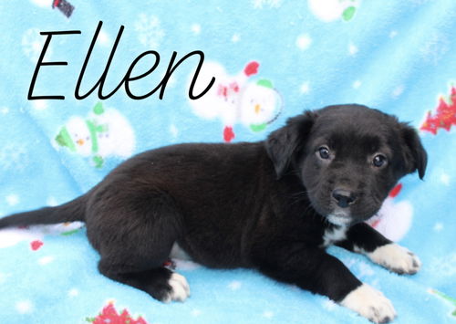 Ellen