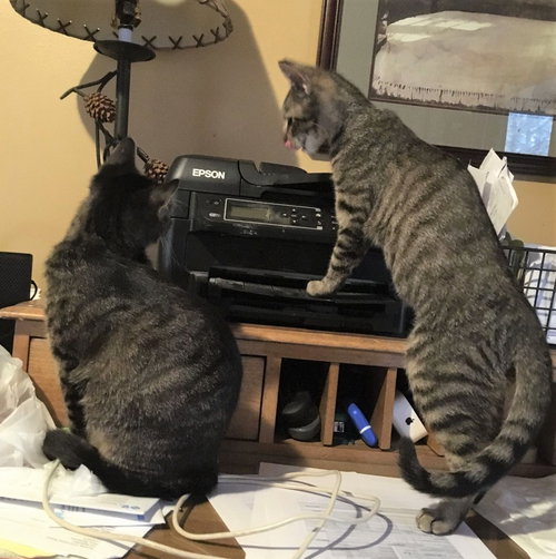 Saroo & Bubbles