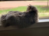 Gray Feather